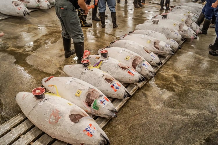 Tuna Auction