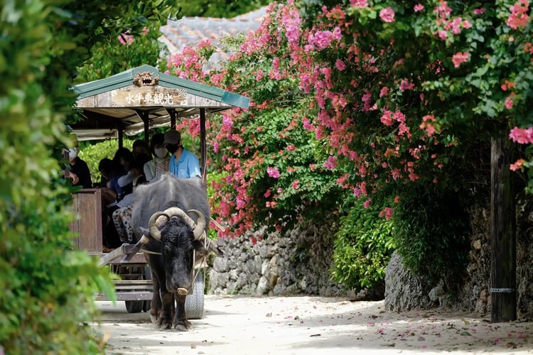 Communal ox-cart