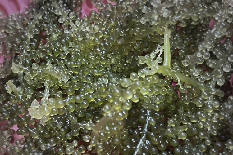 Green Caviar
