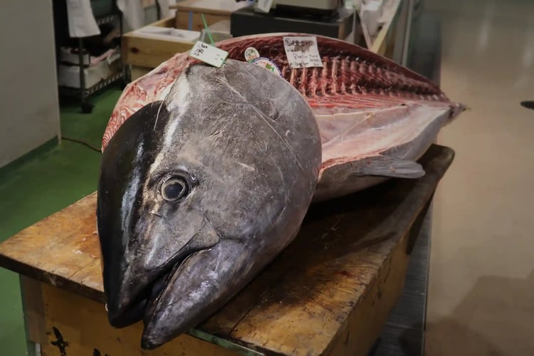 Tuna filleting