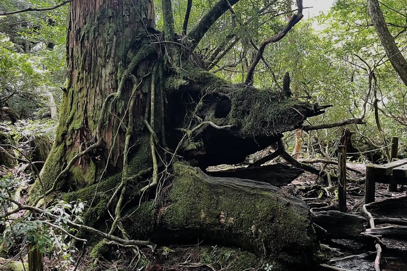A Yakusugi tree that looks like a fish