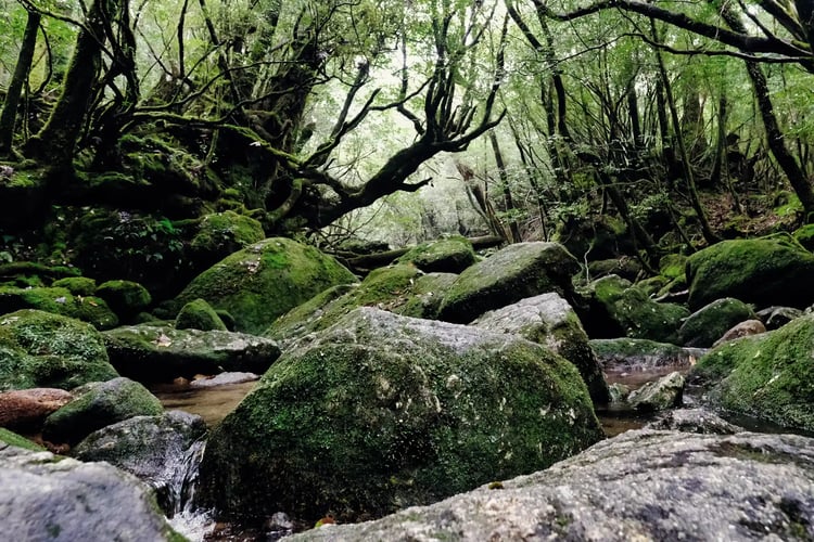 The rugged, rocky landscape of Shiratani Unsuikyo Gorge
