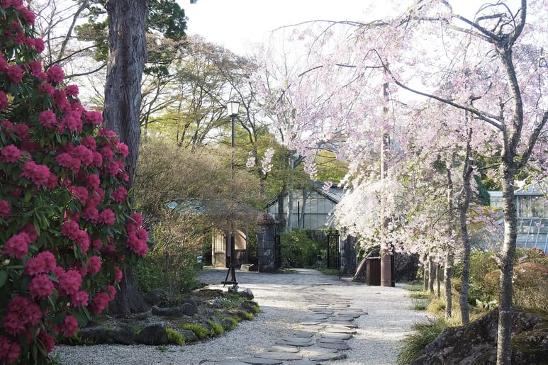 A beautiful spring walking path
