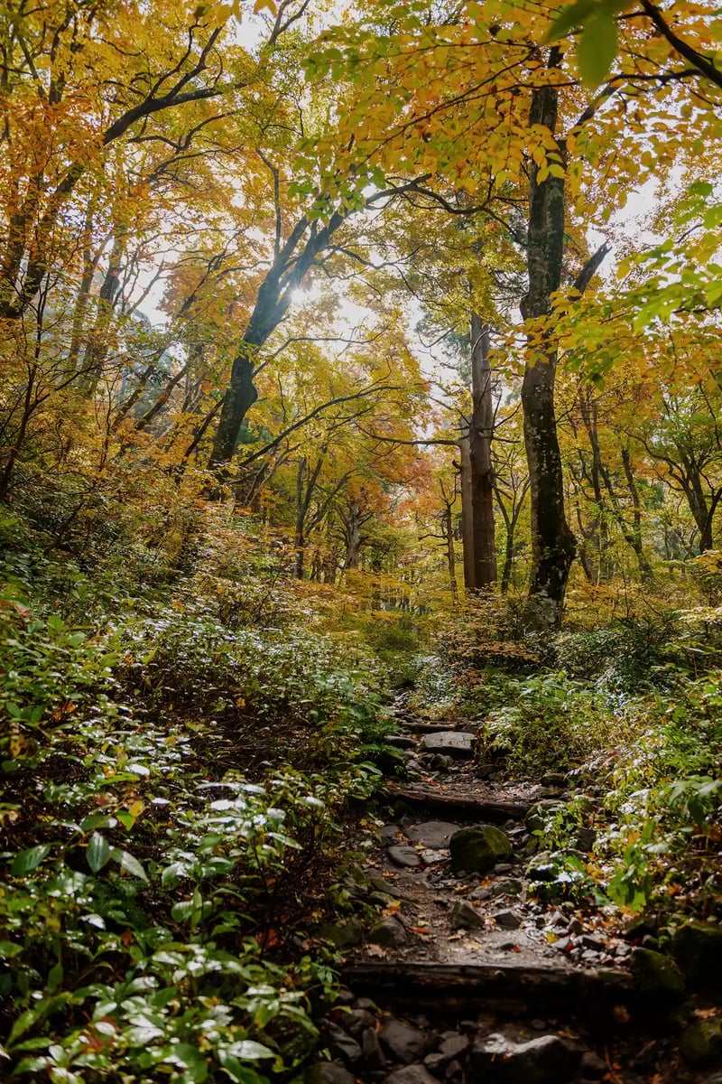 Autumn colors along the Motodani Forest Road, Mt. Daisen