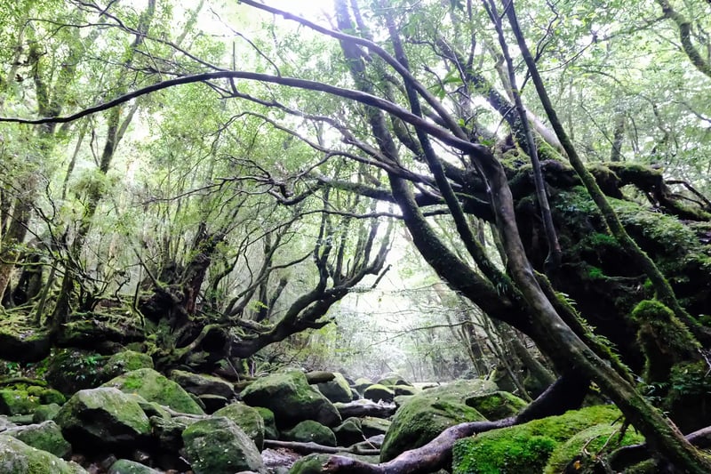 Shiratani Unsuikyo Gorge