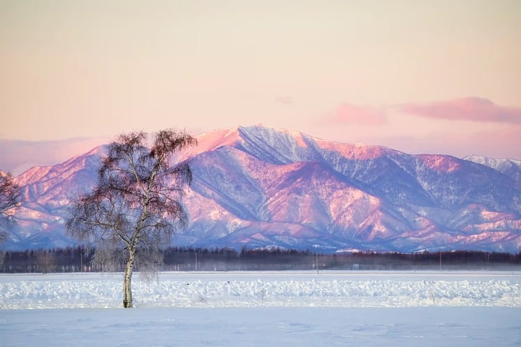 A tree standing on a hill at winter sunrise