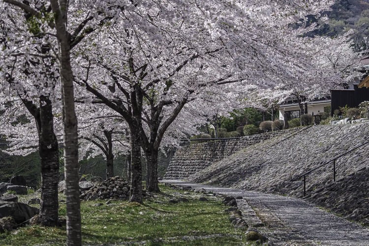 Cherry blossoms in Itamuro Onsen, Nasushiobara, Tochigi