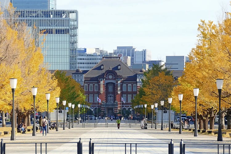 Golden Ginkgos at Tokyo Station
