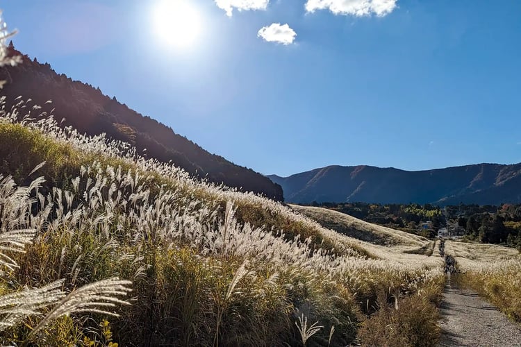 Sengokuhara Pampas Grass Fields