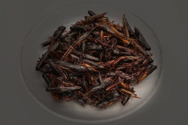 Traditional Japanese Entomophagy (Insect eating)