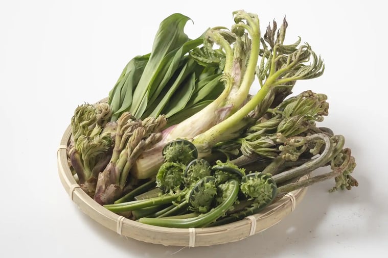 Spring Wild Vegetables in a Bamboo Basket