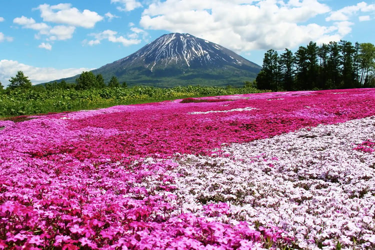 The stunning scenery of Niseko and Mount Yotei