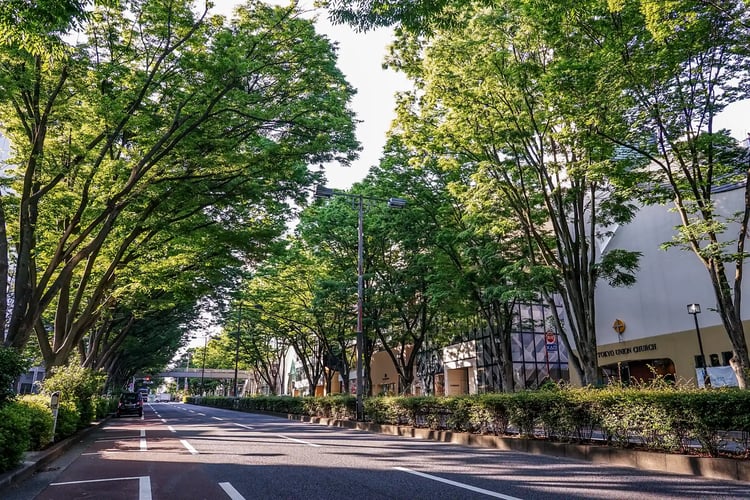 Omotesando’s zelkova trees shining in the spring morning sun