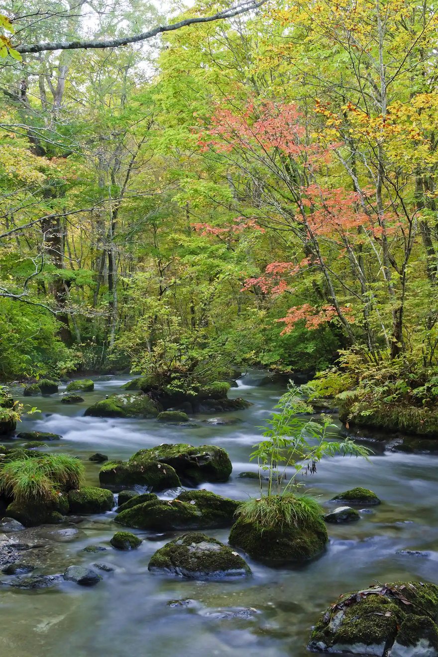 Autumn colors at Samidare Stream, Oirase Gorge