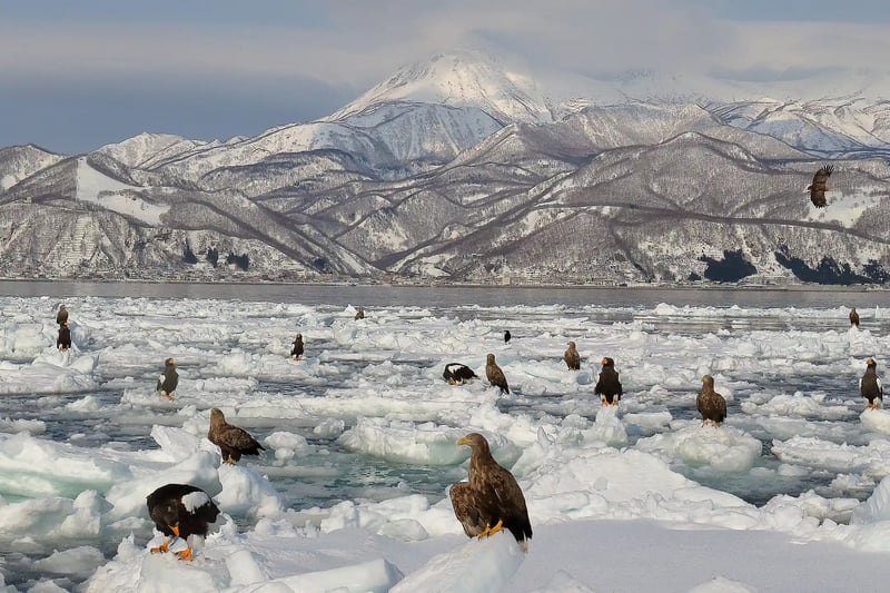 Steller_s Sea Eagles and White-tailed Eagles on Drift Ice (Off the Coast of Rausu, Hokkaido)