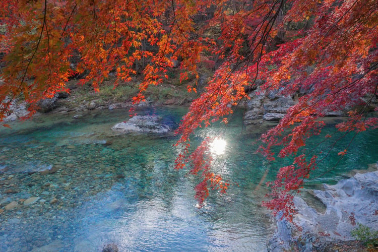 Maple trees and a clear stream