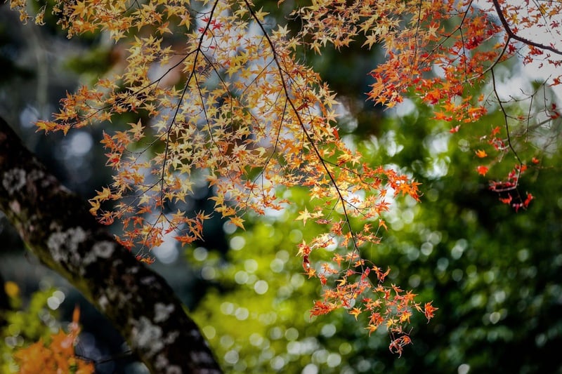 The garden at Kayotei in autumn