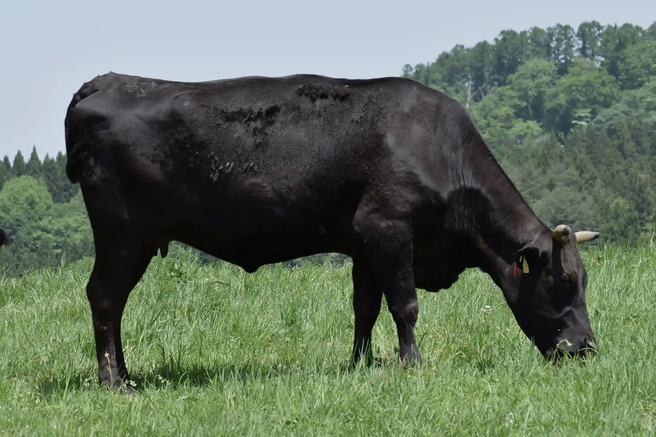 How Are Wagyu Beef Raised? — From Tradition to Cutting-Edge Technology