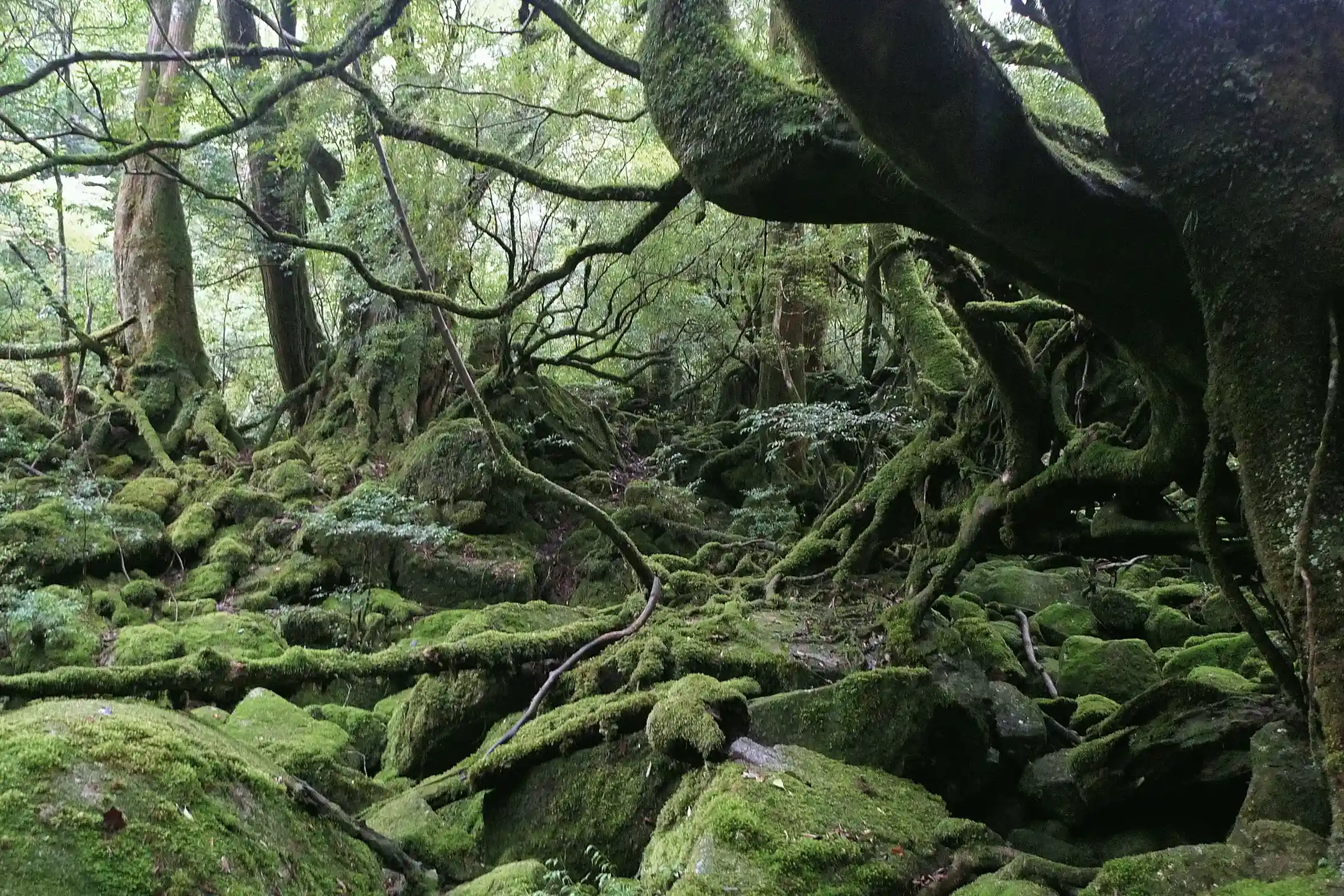 A Journey into Japan’s Geography and Administration|A Cultural Guide Where Regional Identities and Cultures Converge