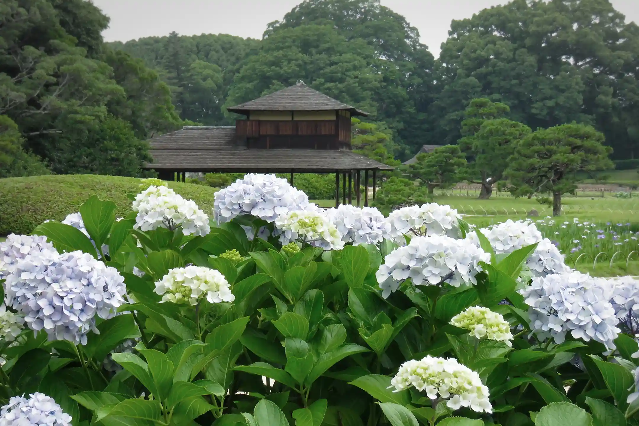 Japan’s Flowers and Plants—A Journey Through the Beauty of the Four Seasons and Traditional Culture