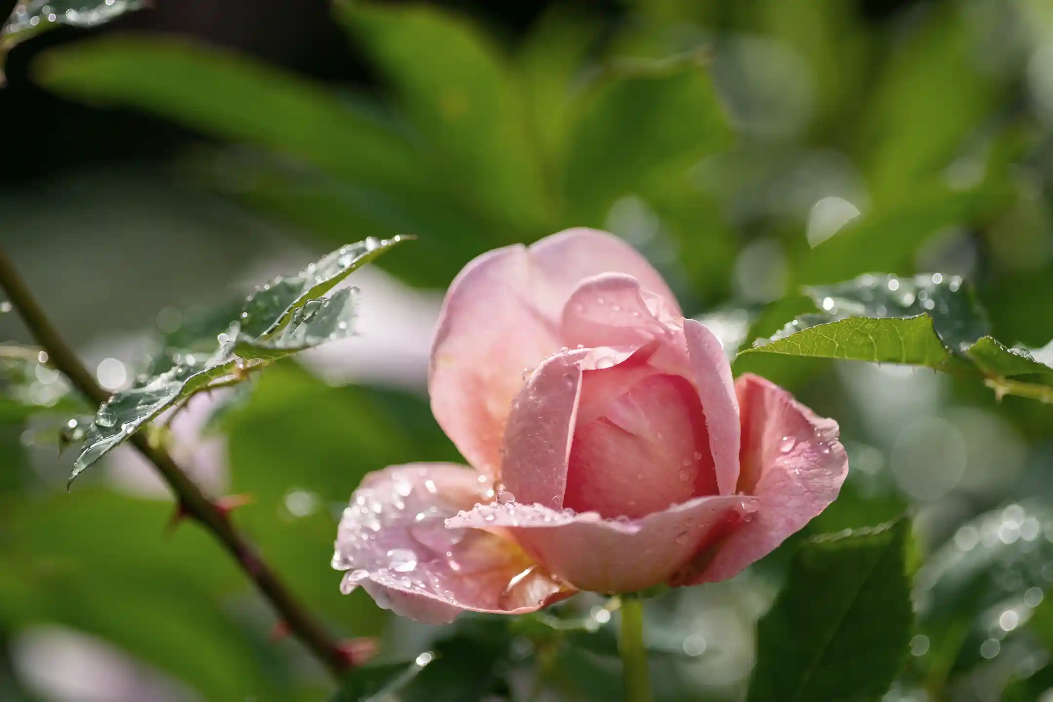 How do you say “Beautiful flower” in Japanese? Japan’s aesthetic sensibility and finely nuanced expressions that dwell in flowers