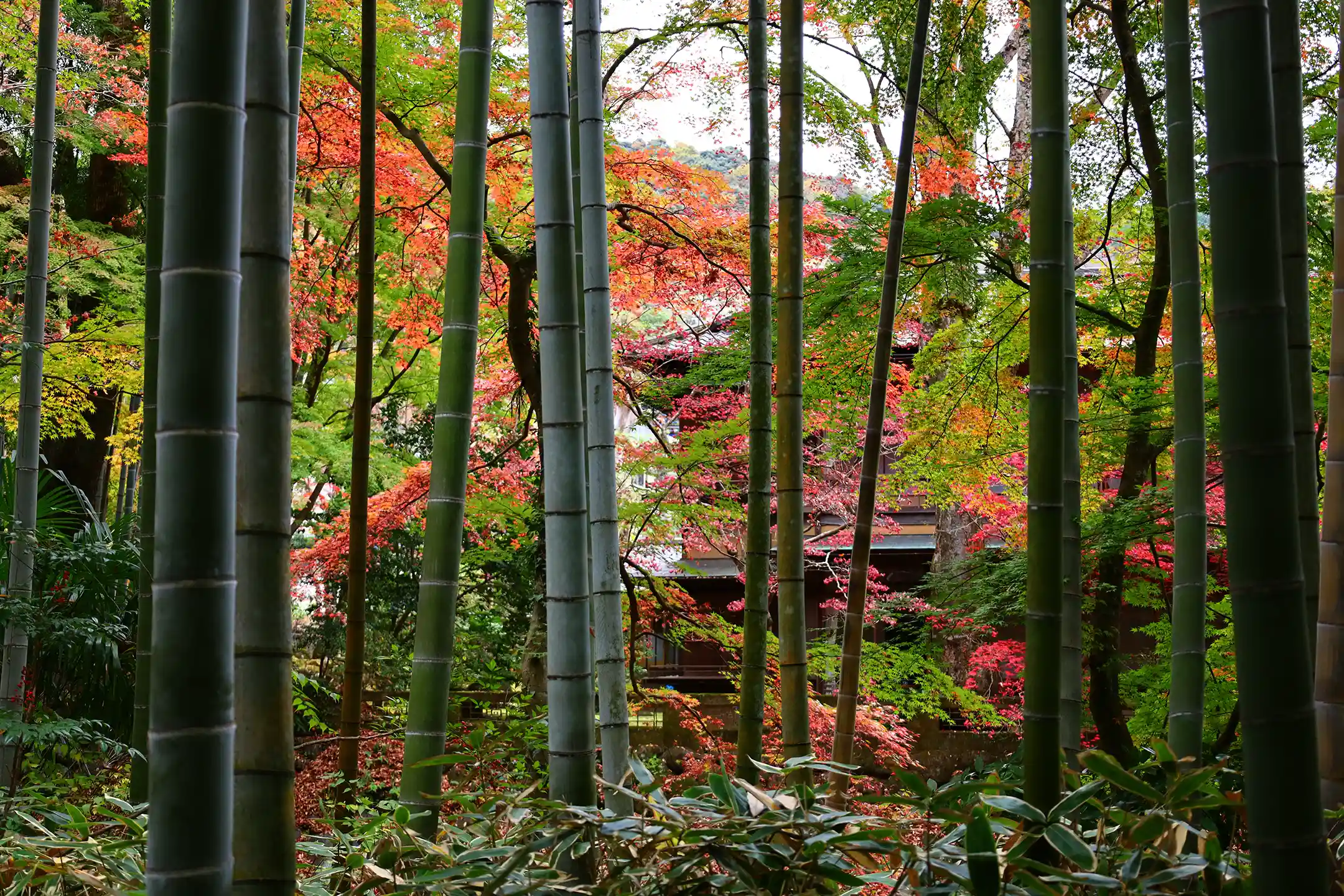 The Allure of Kyoto Onsen Ryokan: An Exceptional Stay Where Culture Meets Refinement