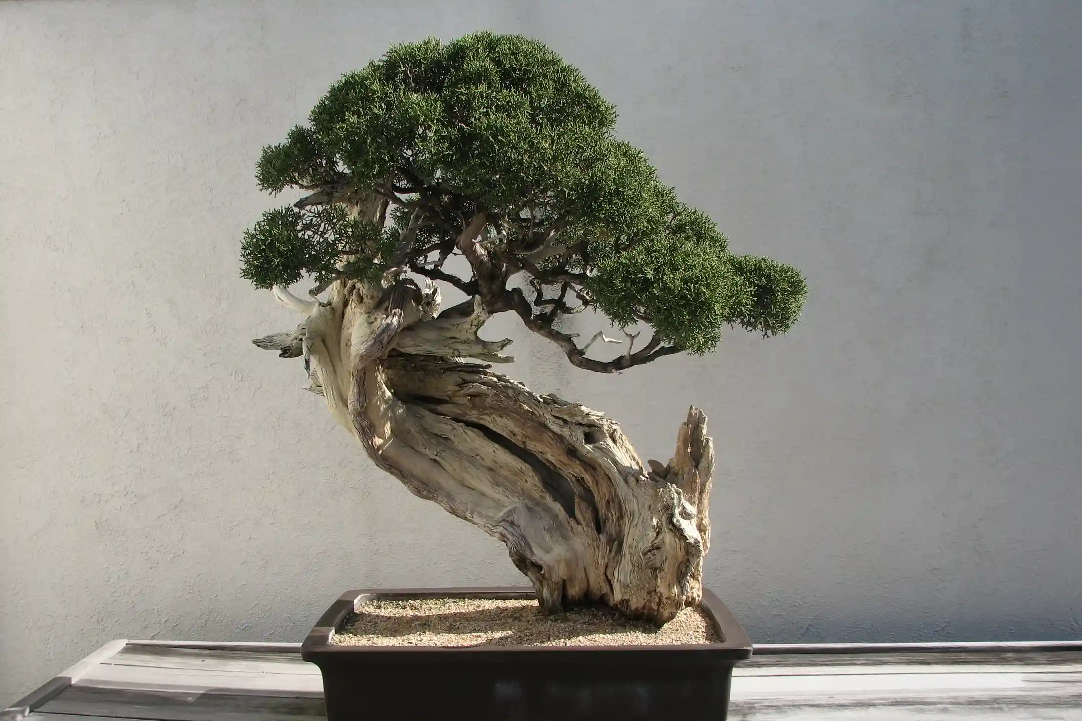 A Journey into Japan’s Traditional Crafts and Artisanal Culture: Discovering the Beauty of Bonsai, Ikebana, Tokyo’s Tea Ceremony, Tatami, and Washi Art