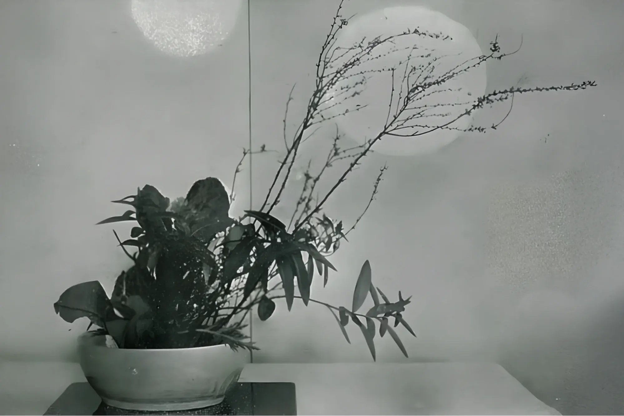 What Is ‘Ikebana’ in Japanese? Exploring History, Philosophy, and Art