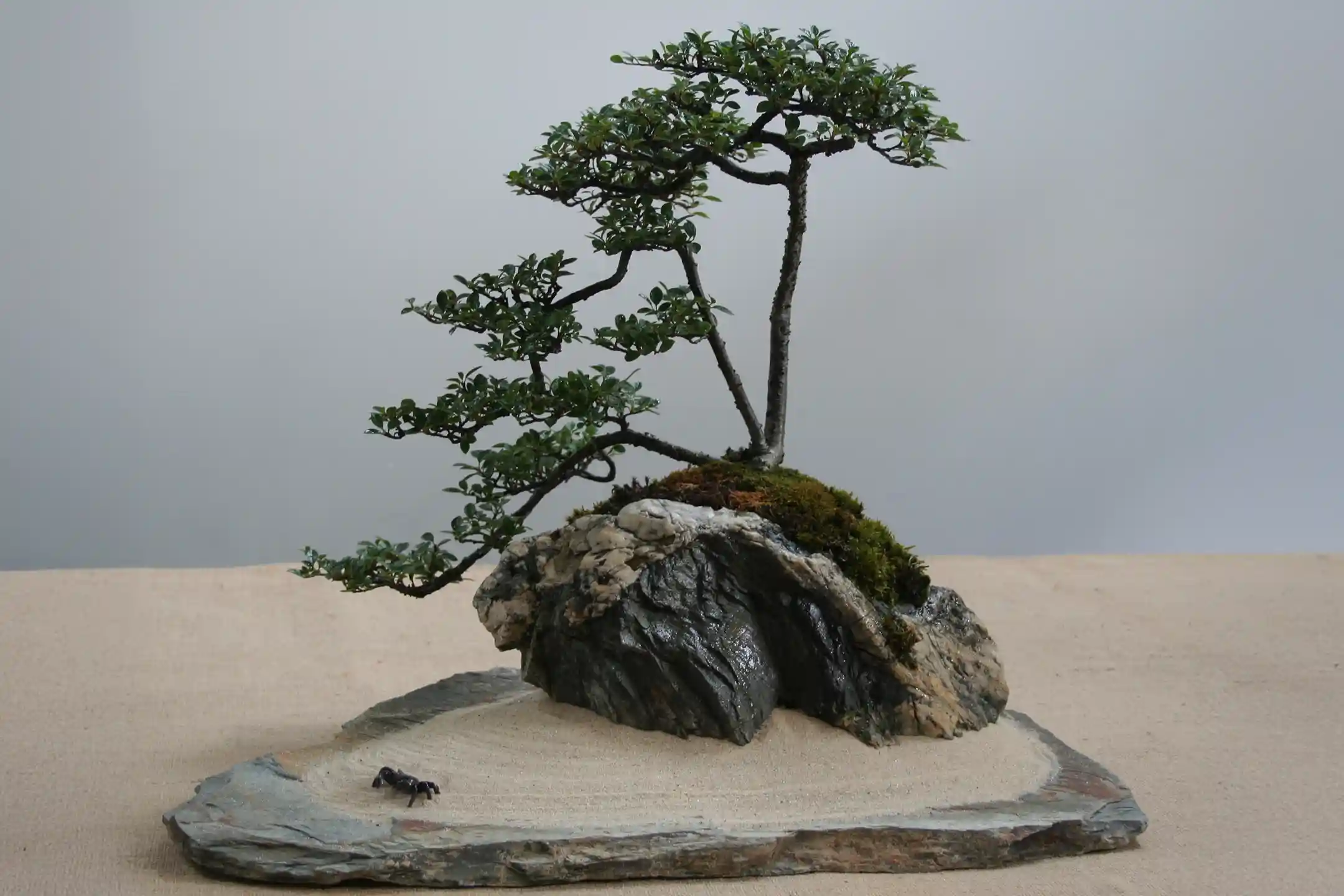 A Journey Through Japanese Bonsai — Savoring Aesthetics and Tradition
