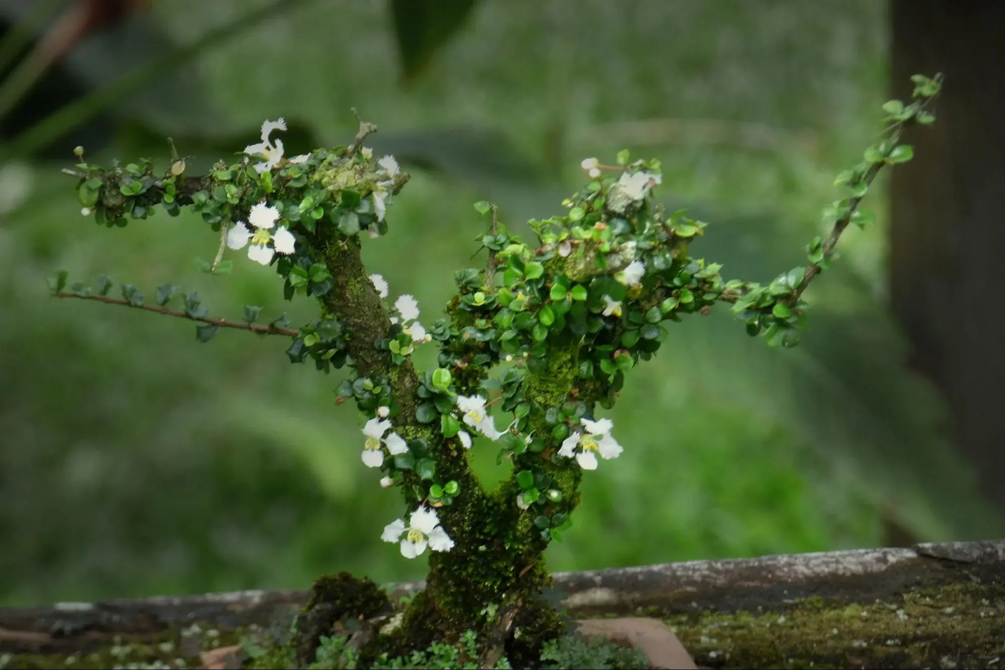 The World of “Famous Bonsai”: Encountering Masterpieces That Encapsulate Japan’s Beauty