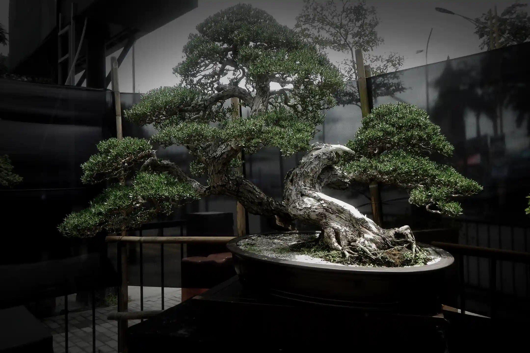 Tokyo Bonsai Museum Tour — A World of Traditional Beauty That Lets You Escape the City’s Hustle and Bustle