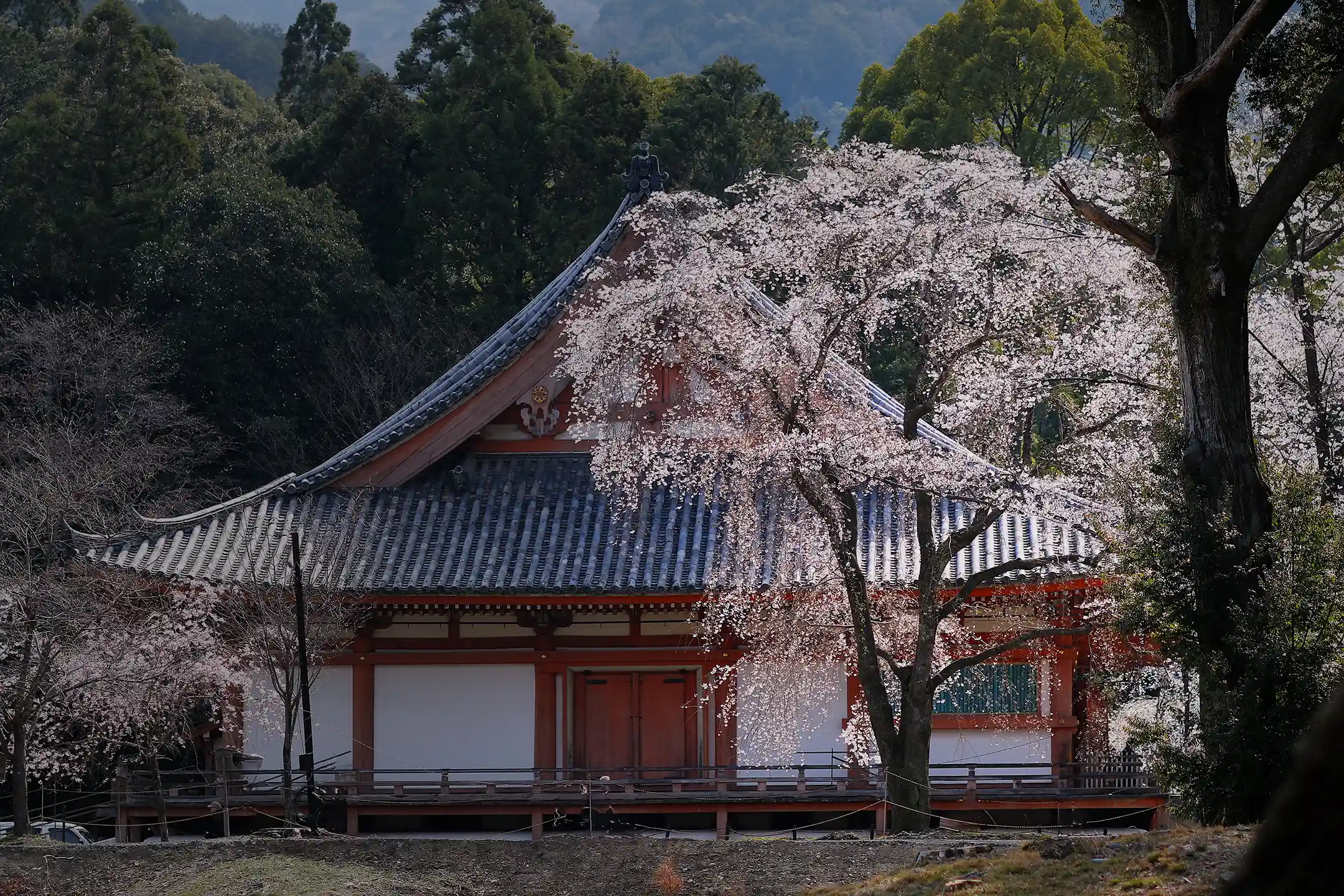 A Guide to Savoring Top-Quality Kyoto Food: A Thorough Explanation of Kyoto’s Traditions and Local Dishes