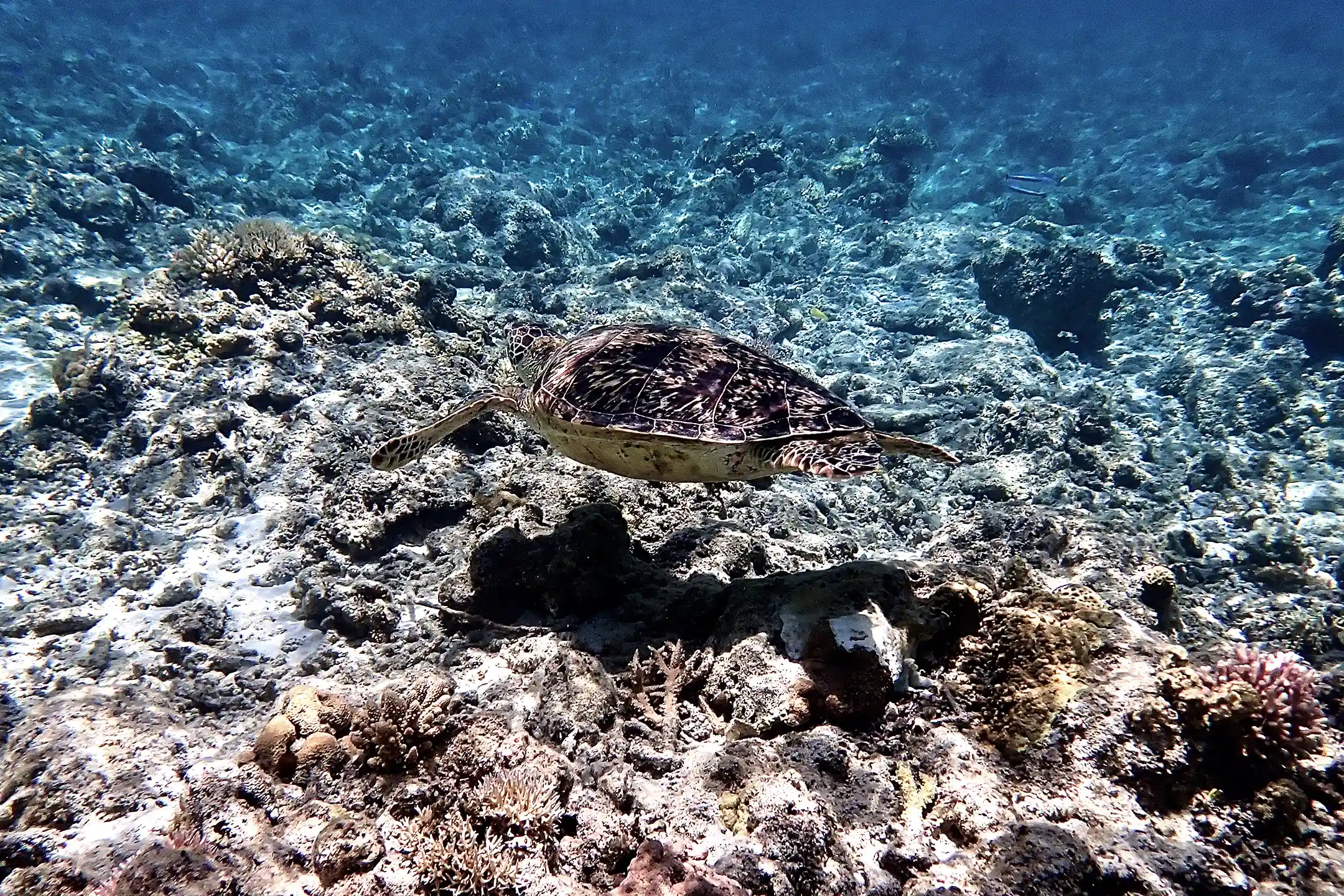 Japan Travel Routes｜A Complete Guide to a Tokyo-to-Okinawa Model Itinerary