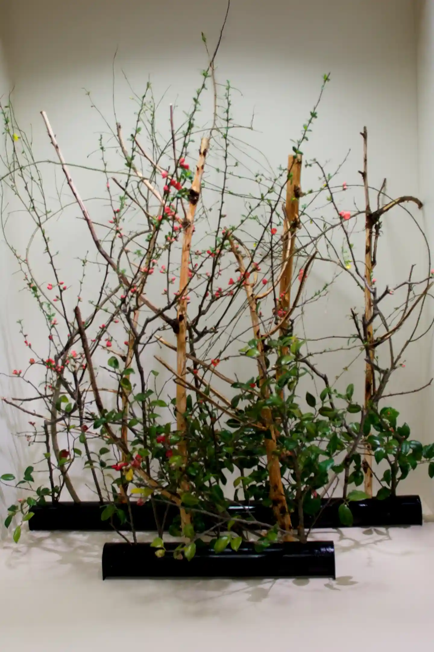 Ikebana_DSC_9515_(13032294484)