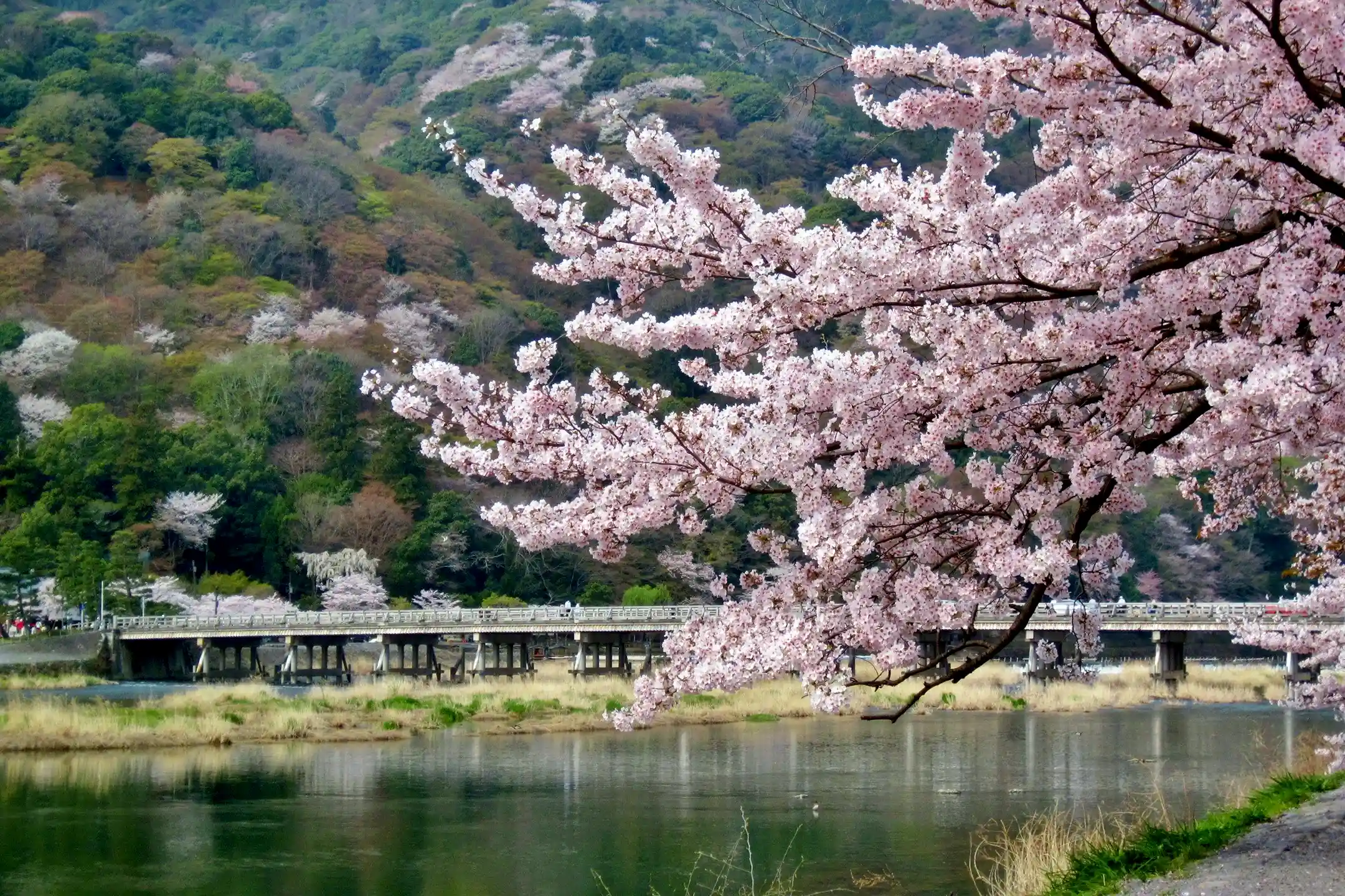 Encounter Refined Culture and an Intellectually Enriching Journey at Kyoto’s Traditional Ryokan