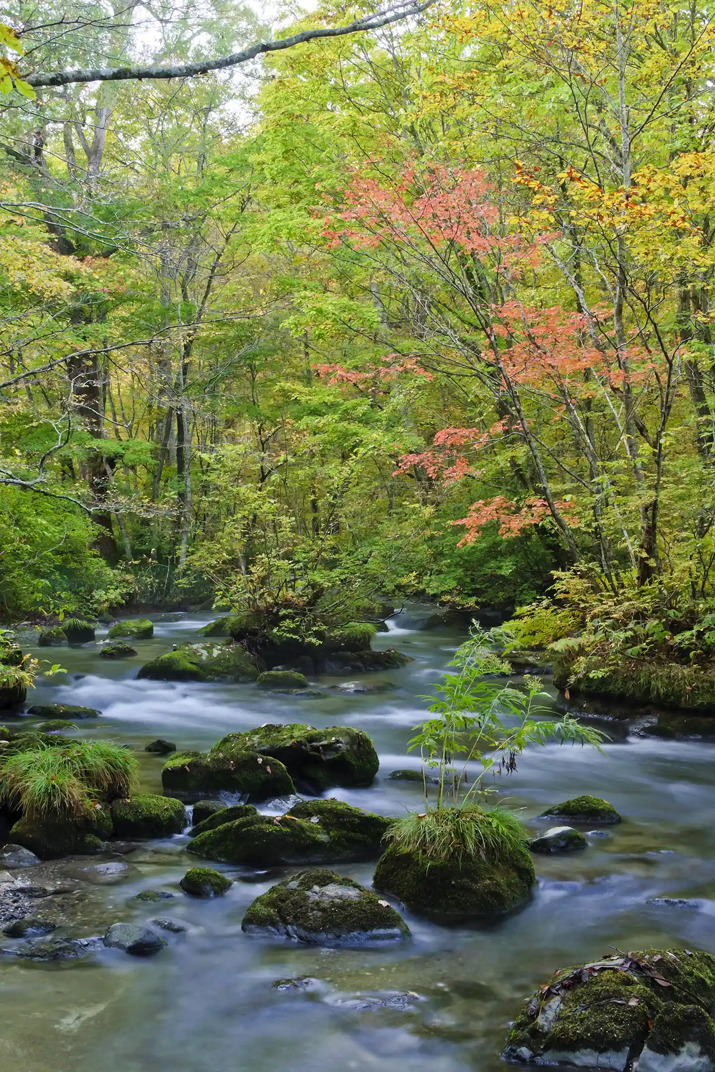 Autumn colors at Samidare Stream, Oirase Gorge
