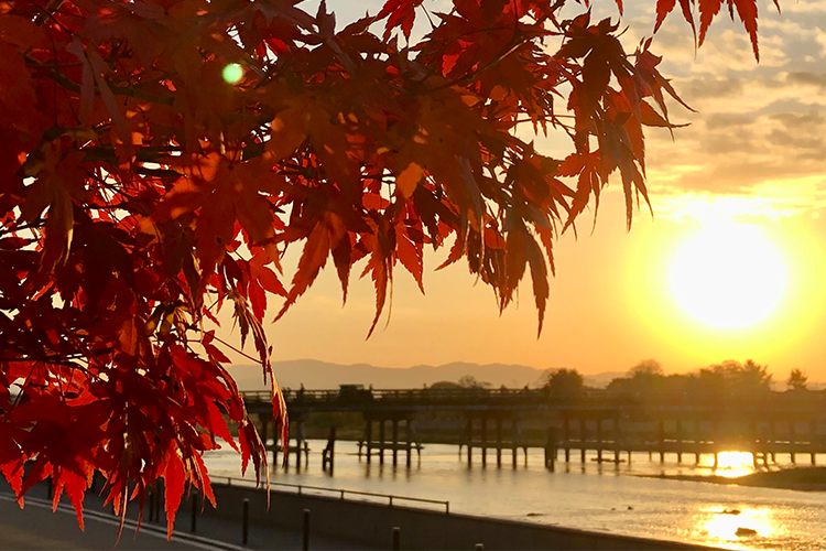Autumn maple leaves at sunset over a river in Japan, with a wooden bridge in the distance