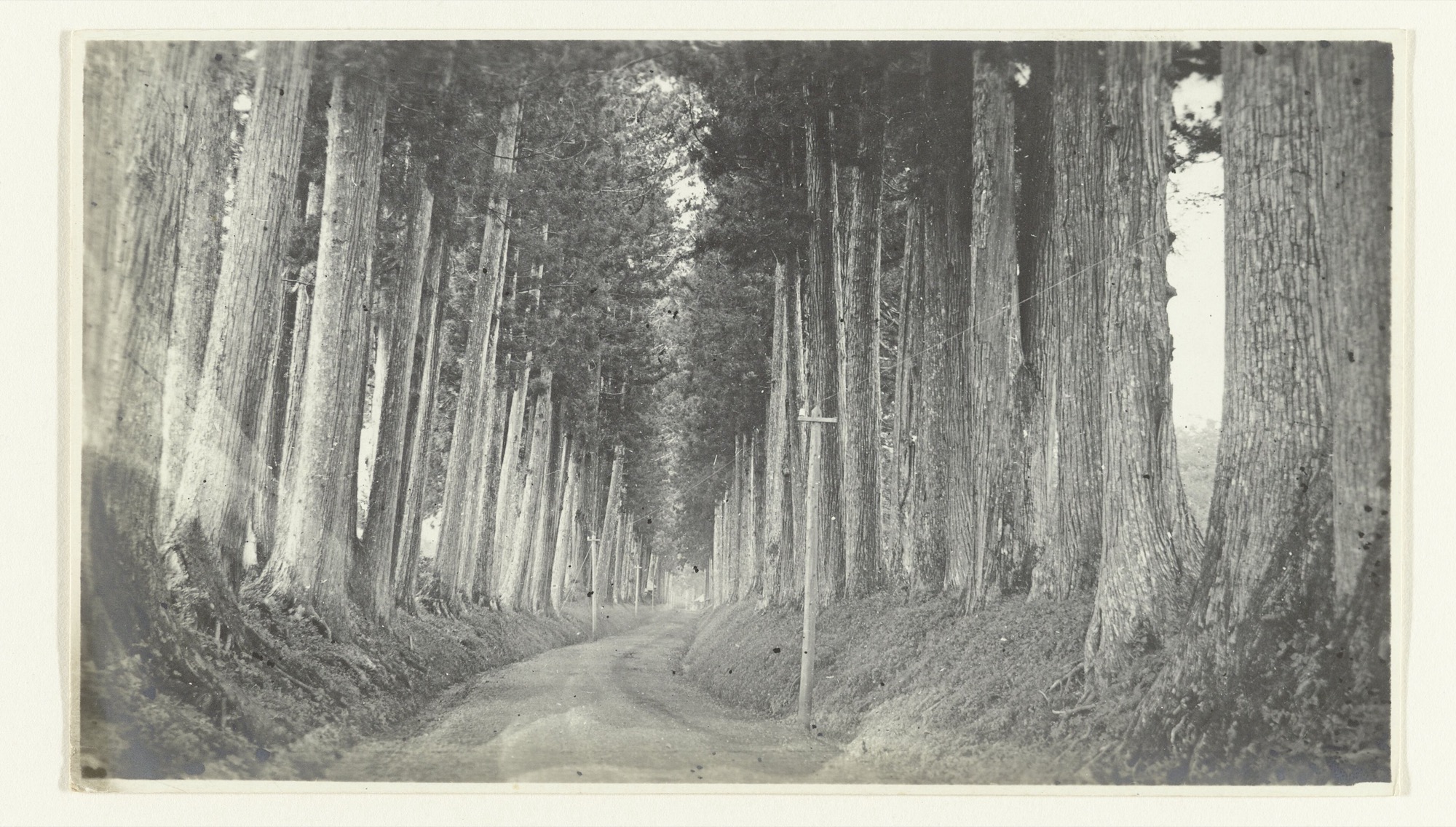Black-and-white 1907 photograph of a gravel road running between rows of towering cedar trees, catalogued as Nikko, Japan