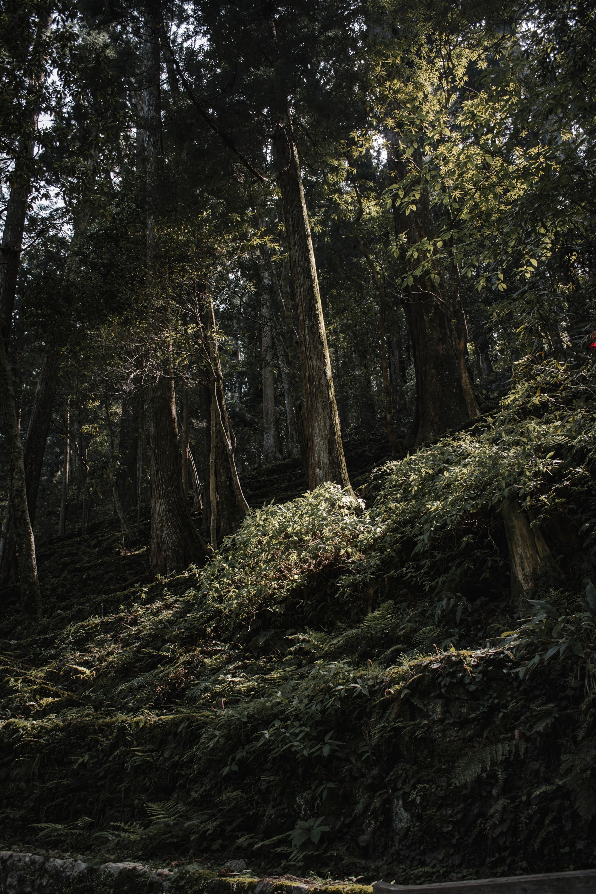 Sunlight falls through tall trees onto a forested hillside in Nikko, Japan