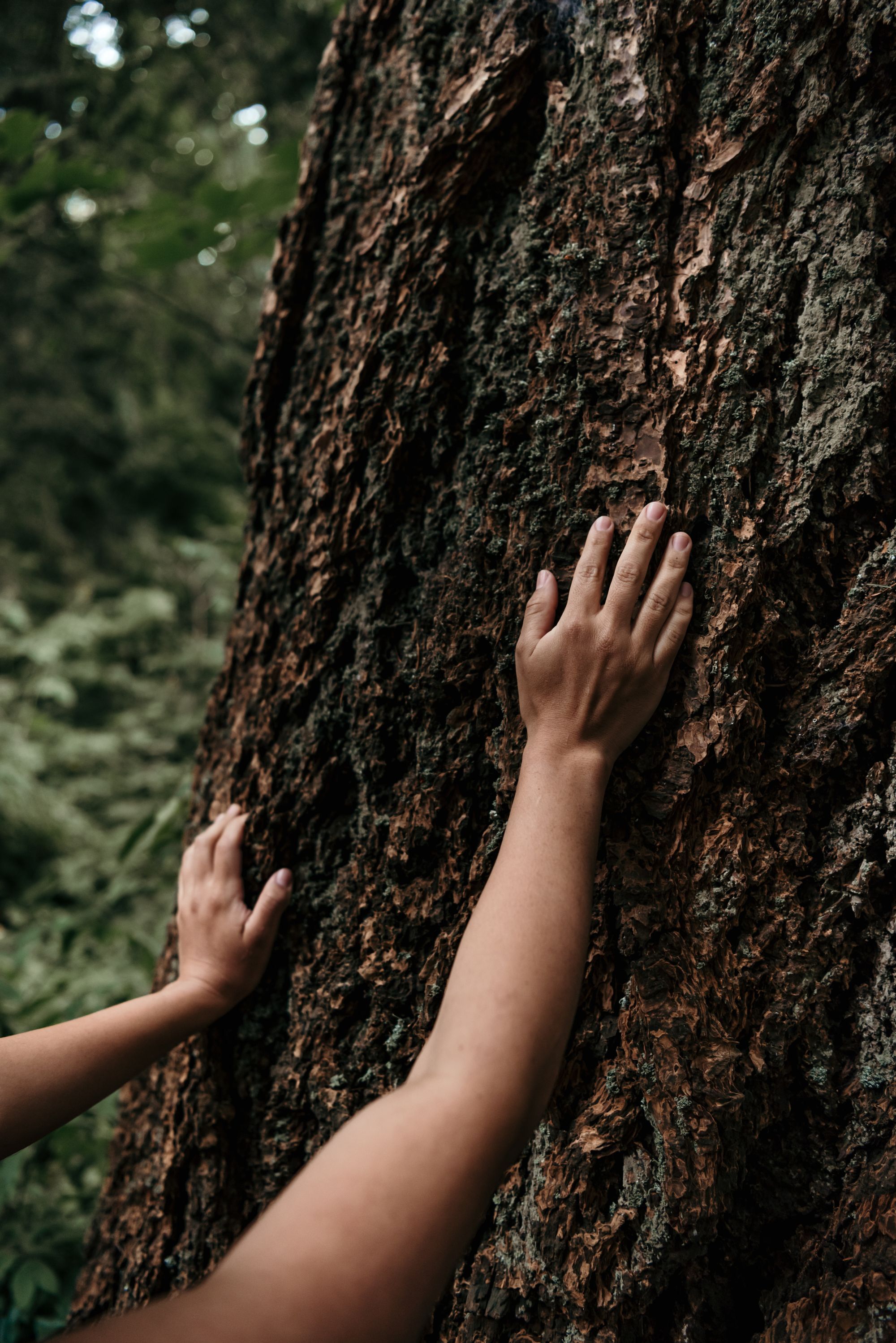 Two hands rest gently on the rough bark of a large tree trunk