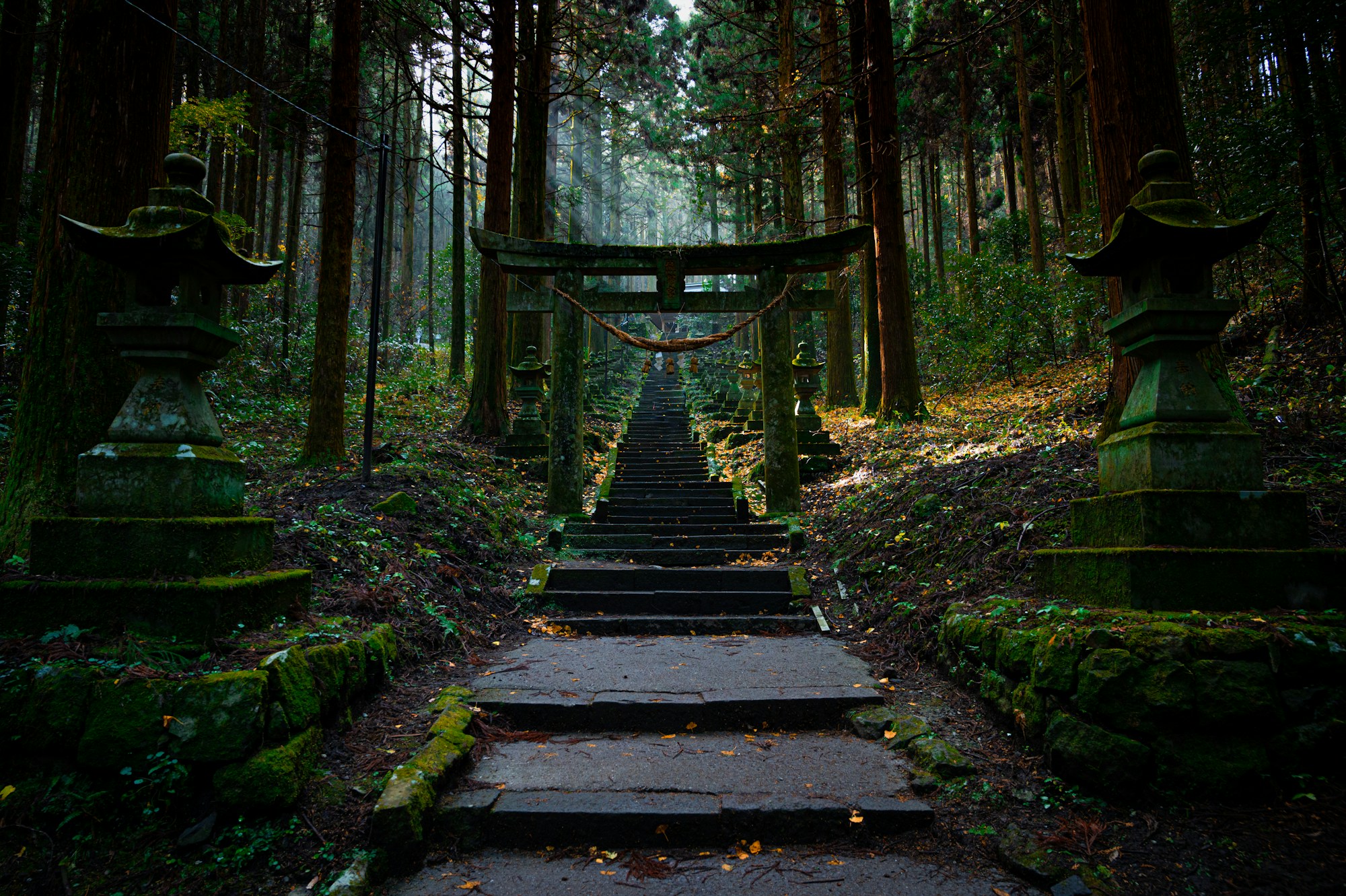 Moss-covered stone steps lead up to a torii gate through a dense, shaded forest in Japan