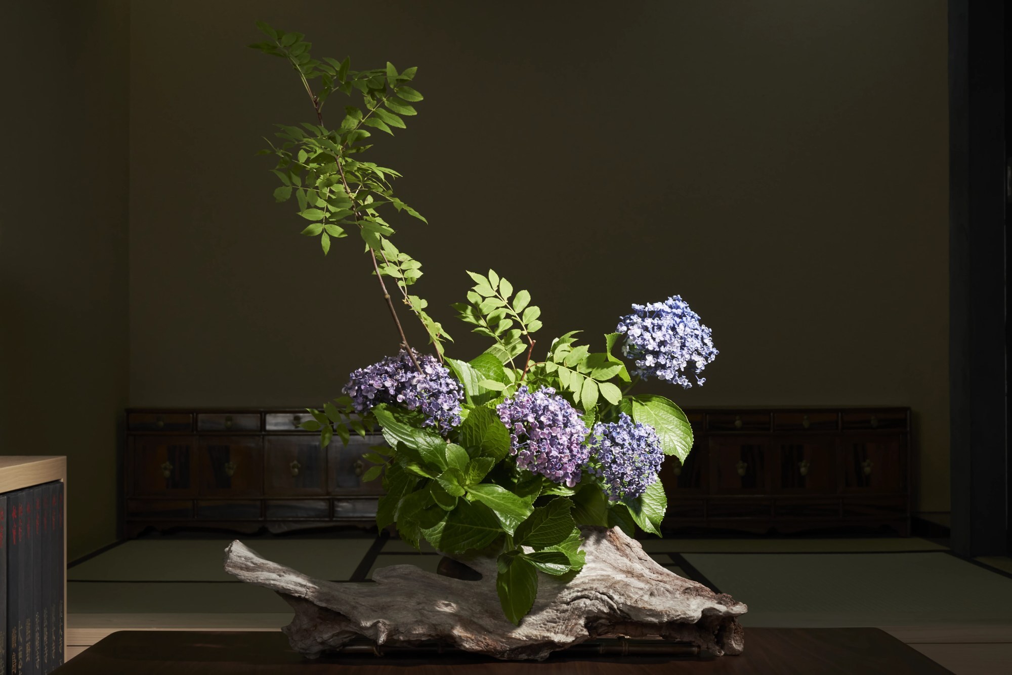 A hydrangea arrangement on driftwood, lit against a dark tatami room