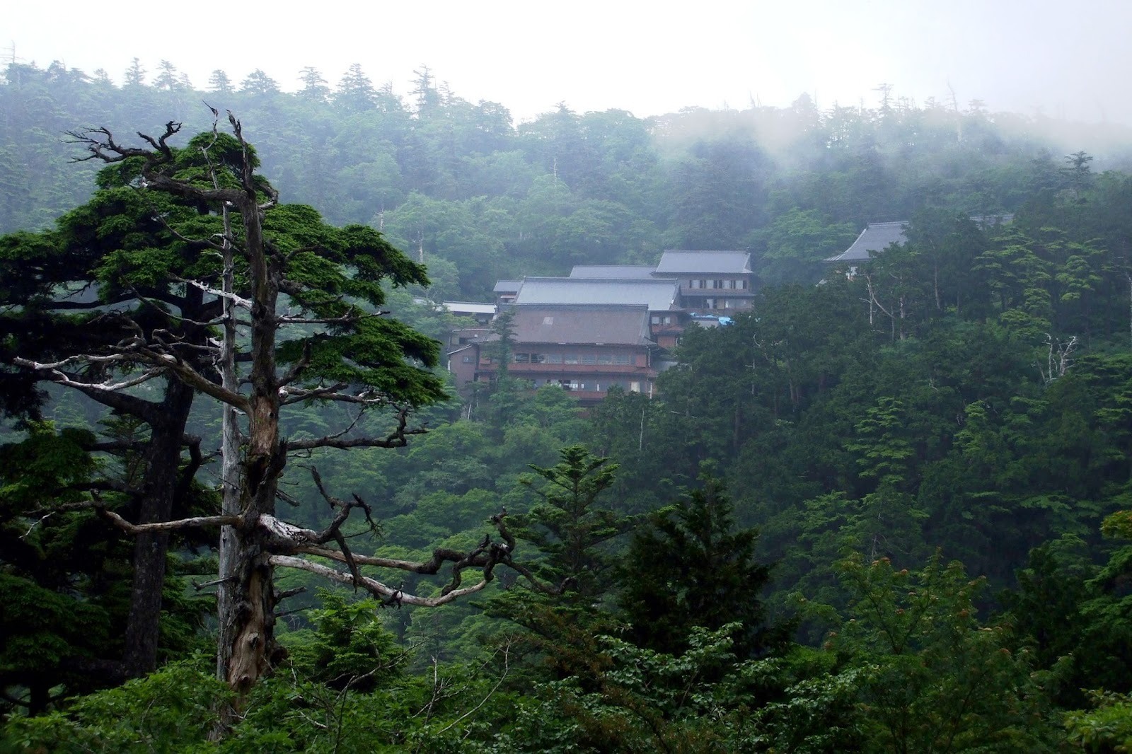 Mastering Temple Stays — Meeting Knowledge and Quiet in Koyasan’s Shukubō